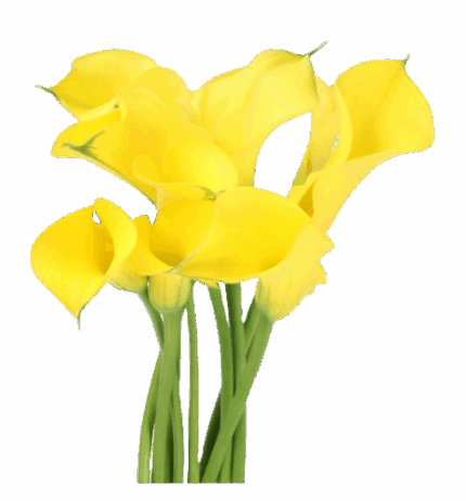 Calla Alice Springs holl
