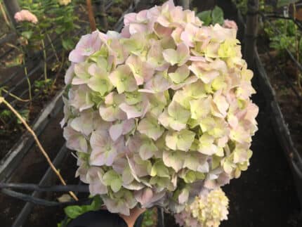 Hydrangea Peach marvel(STEM)