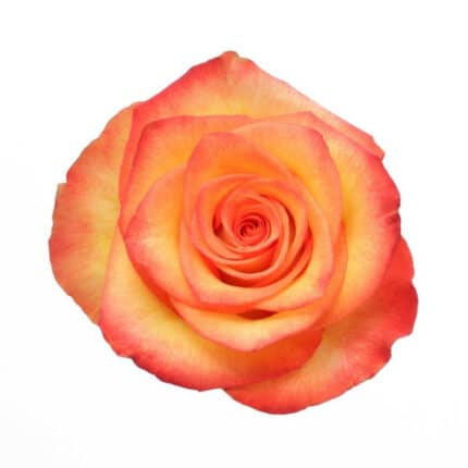 Rose High&Magic 60cm naranjo