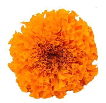 Marigold Orange much