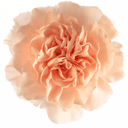 Carn Select Peach Novia sole