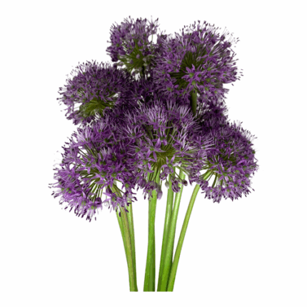 Allium Purple Rain holl