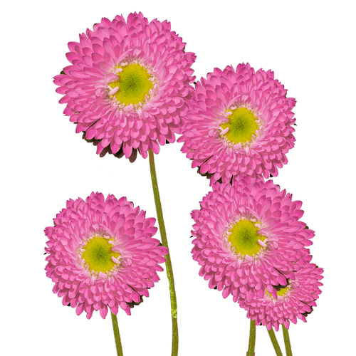 96f558e7-78eb-4b29-b0e0-8cb996719295.png Aster Matsu Lt Pk bella - Image 1