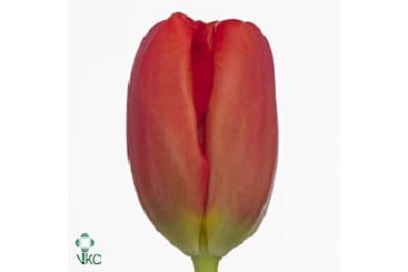 Tulip Ferrari holl