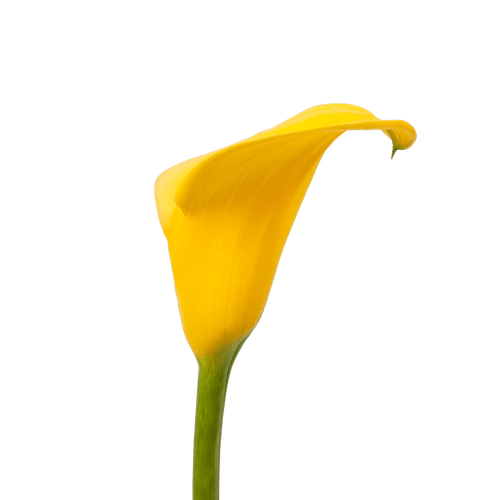 96fe91c0-8f8d-4c0b-b18a-ba9e8fb15ded.png Callas Solid Gold Blz holl - Image 1