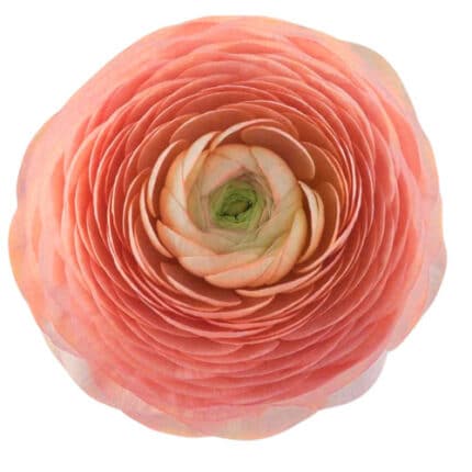 Ranunculus Salmon(10cs)tessa