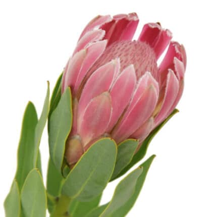 Protea Carnival mellano(STEM)