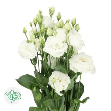 Lisianthus White Dbl holl