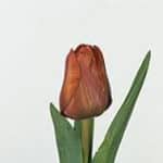 TULIPS cairo holl(brown)