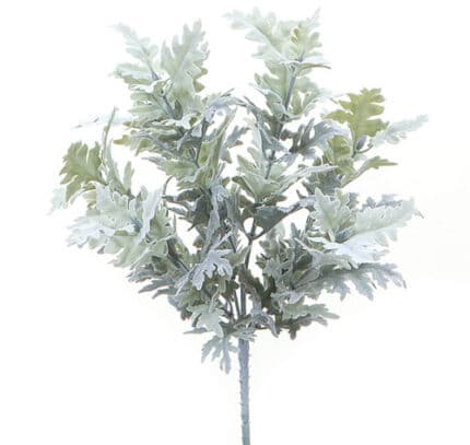 Dusty Miller Fresca