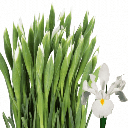 Iris Casablanca holl