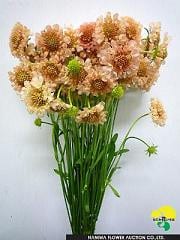 Scabiosa apricot jap