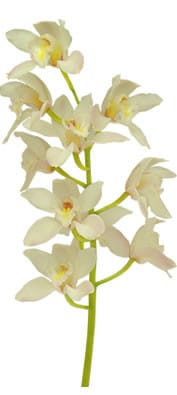 Cymidium White misty(STEM)