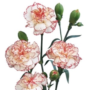 CarnMini RedWhite bmark
