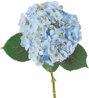 Hydrangea Blue misty