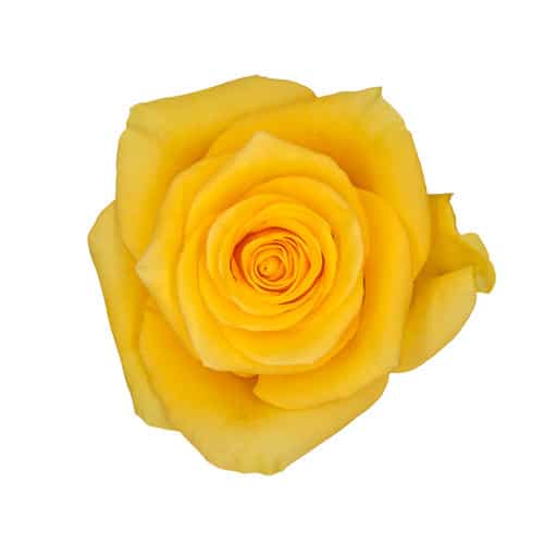 97675709-3028-436a-9668-1caadf6a189e.jpg Rose Momentum 70cm sunrite - Image 1