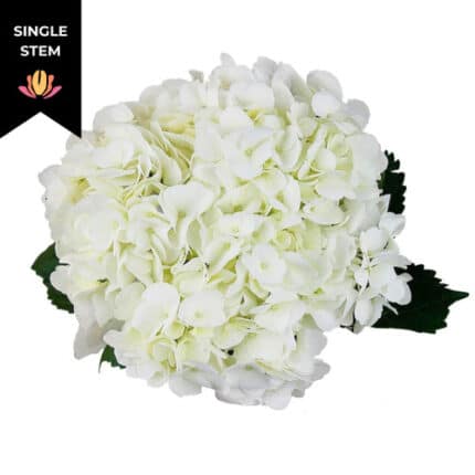 Hydrangea White bella prem(st)