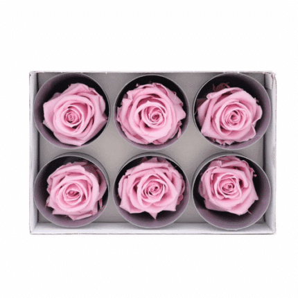 Rose Preserved Blush naranjo(6