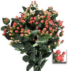 Hypericum BlushingRomance flch