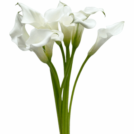 Calla Mini White rfi