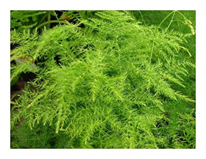 Asparagus Setaceus Long Lav 85