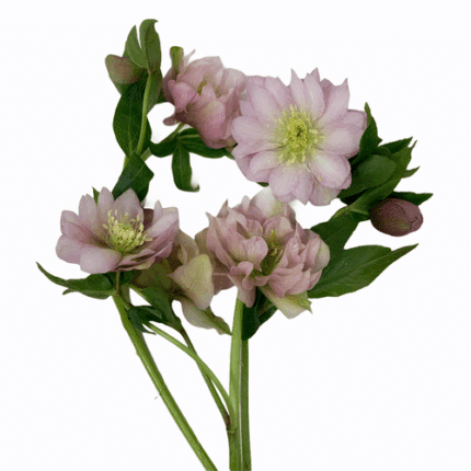 Helleborus Orientalis Dk Pk ch