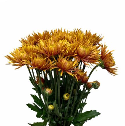 Pom Nov Caramelo gdn yel brz