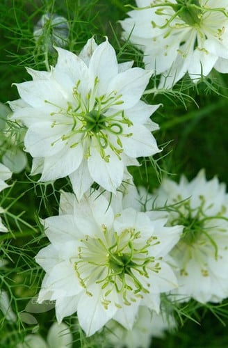 Nigella Pods paradise