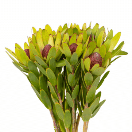 Leuco Rosette holex
