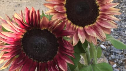 Sunflower Plum canada(5st)