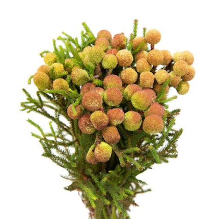 Berzillia tutuli
