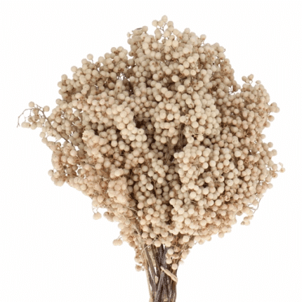 Dried Schinus Pepperberry Bleached holl