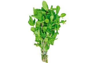 Mint Fresh pak