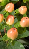 Hypericum Superbowl 60 misty((