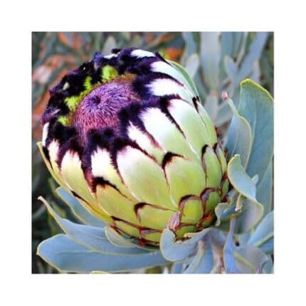 Protea White Niobe blc(STEM)