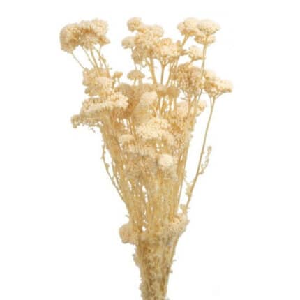 Dried Yarrow Bleached holex