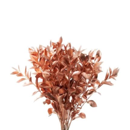 Israeli Ruscus Copper holl