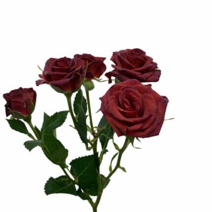 RoseSpray Chococcino holl