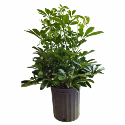 8" POTTED ARBICOLA