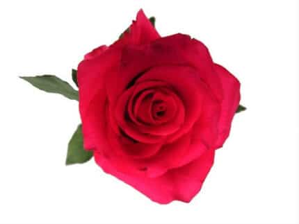 Rose Hot Explore 60cm Tessa