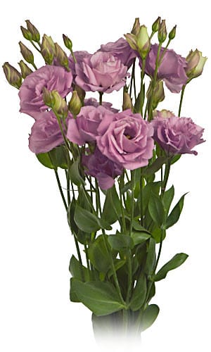 Lisianthus Mauve hendricks