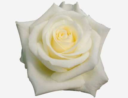 Rose White Chocolate 50/60cm n