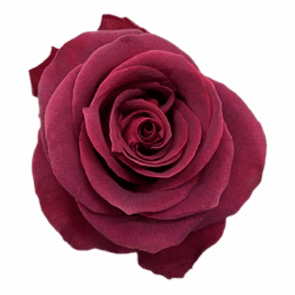 Rose Endora 50cm florecal