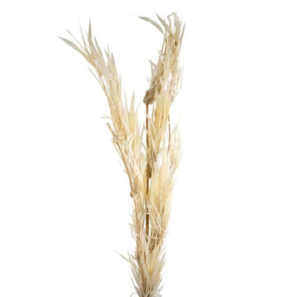Bamboo Bleached holex(3st)