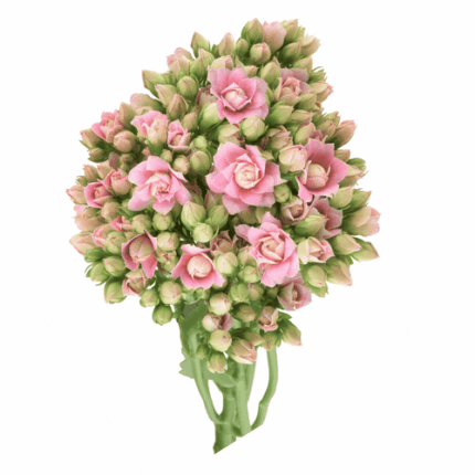 Kalanchoe Claudy Pink florisol
