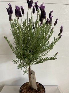 7.5" Lavender Topiary