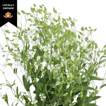 Saponaria White cramer