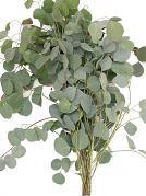 Eucalyptus Silver Dollar splen