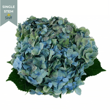 Hydranga Antique Blue Tessa