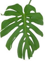 Monstera (Med.(STEM) aximco
